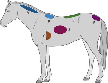 Afbeelding van een paard met body condition score